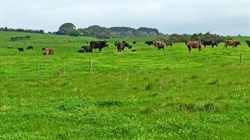 Auction of lush SA block underscores demand for high rainfall grazing