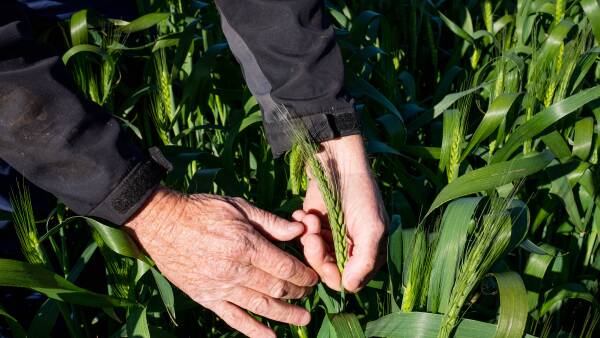 Grain market lessons: how 'averaging up' can manage growers' risk level
